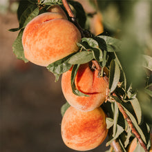 Load image into Gallery viewer, AgroFruit Box