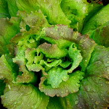 Load image into Gallery viewer, AgroVeggie Box
